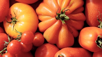 Verschillende soorten tomaten op een hoop, met waterdruppels op de schil.