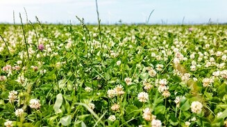 Bloemenveld onder een blauwe hemel