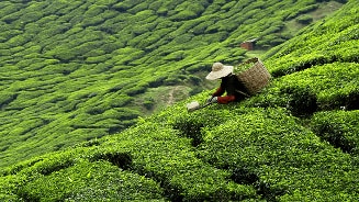 Groene thee oogsten