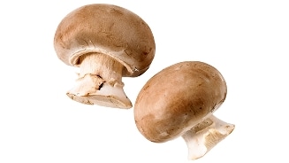Twee kastanjechampignons op een witte achtergrond