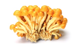 Enoki-paddenstoelen op een witte achtergrond