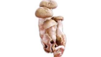 Oesterzwammen op een witte achtergrond
