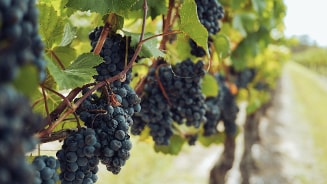 Druiven aan de wijnstok in een wijngaard