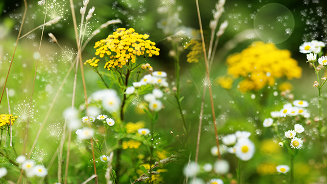 Wilde bloemen en gras in bloei op een zomerse dag