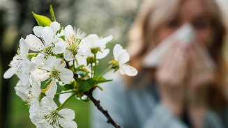 Witte bloesem bloemen op een tak in close-up met een vervaagde achtergrond van een persoon.
