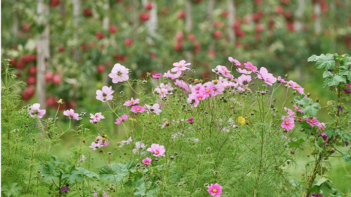 Wilde bloemen met op de achtergrond een appelboomgaard