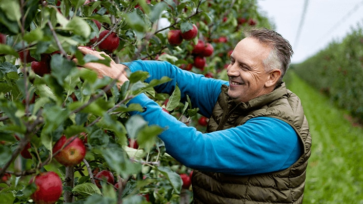 Boer plukt rode appels in een boomgaard