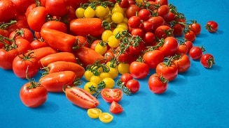 Verschillende soorten tomaten op een blauwe achtergrond.
