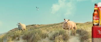 Texels banner