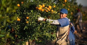Persoon plukt sinaasappels aan een sinaasappelboom in een boomgaard