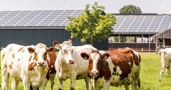 Koeien in een weiland met zonnepanelen op de achtergrond.