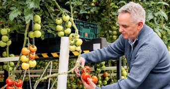 Man die tomaten oogst in een kas