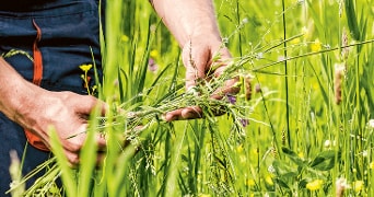 Handen die kruiden plukken in een weelderige groene weide