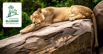 Een leeuwin die slaapt op een grote rots in Diergaarde Blijdorp, Rotterdam Zoo, met het logo van de dierentuin links in beeld.