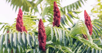 Sumak plant met rode bloemen en groene bladeren.