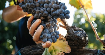 Hand met tros blauwe druiven aan een wijnstok in de wijngaard.