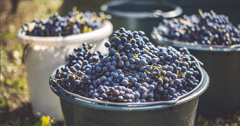 Emmers vol met verse blauwe druiven, geoogst en klaar om verwerkt te worden.