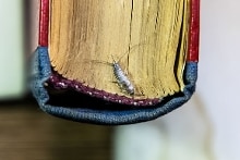 Zilvervisje op de rand van een oud boek