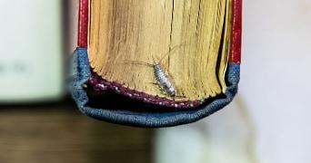 Zilvervisje op de rand van een oud boek