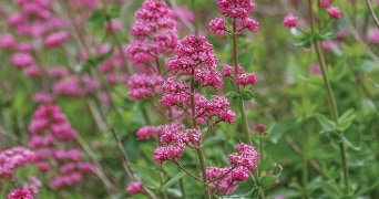 Roze bloemen, close-up tegen een groene achtergrond
