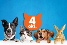 Dierendag bij Albert Heijn met cadeautjes en traktaties voor hond, kat en konijn, gesymboliseerd door een afbeelding van twee honden, een kat en een konijn met een "4 okt." icoon.