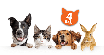 Smakelijke cadeautjes, dierensnacks en traktaties voor je hond, kat of ander huisdier bestellen bij Albert Heijn
