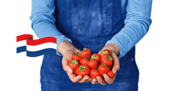 Handen vol met verse Nederlandse aardbeien met een Nederlandse vlag op de achtergrond.