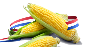 Verse maïskolven met een lint in de kleuren van de Nederlandse vlag en het label "Vers Garantie".