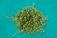 Verse tros kiemgroente op een turquoise achtergrond