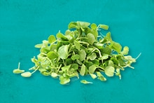 Verse groene kiemgroenten op een turquoise ondergrond