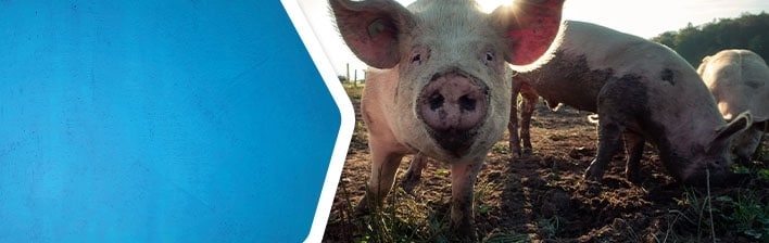 Dierenwelzijn