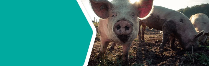 Wat doen we voor dierenwelzijn?