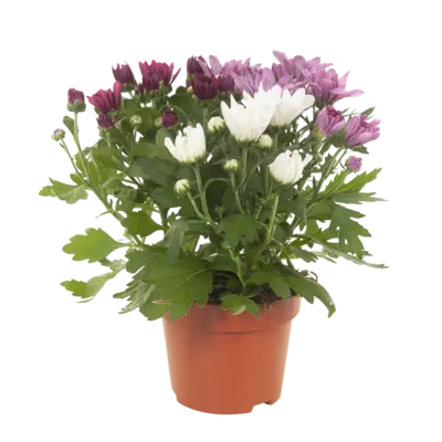 pdp-image-AH Potchrysant tricolor