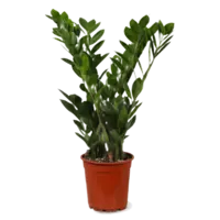 AH Zamioculcas 17 teelt
