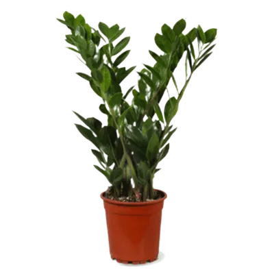 pdp-image-AH Zamioculcas 17 teelt