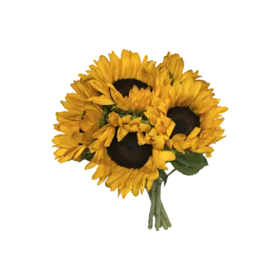 pdp-image-AH Zonnebloemen