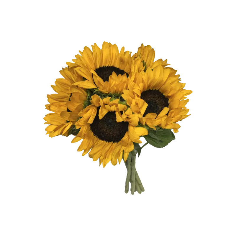 AH Zonnebloemen