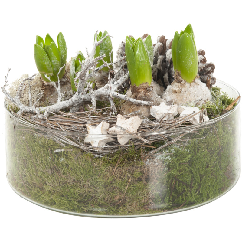 Een afbeelding van AH Hyacint in cilinderglas