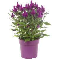 AH Celosia