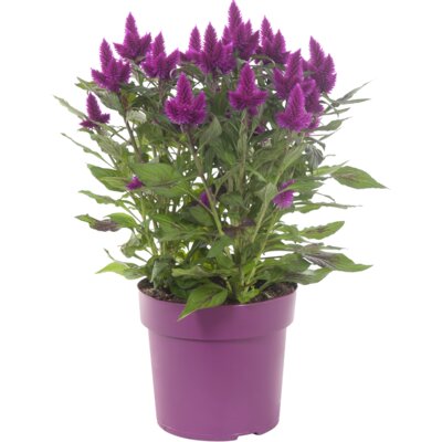 pdp-image-AH Celosia deep purple