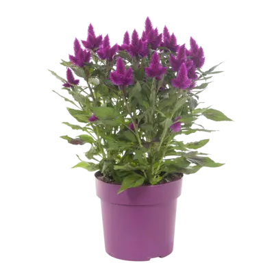 pdp-image-AH Celosia deep purple