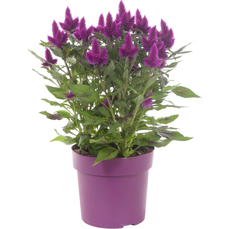 AH Celosia deep purple