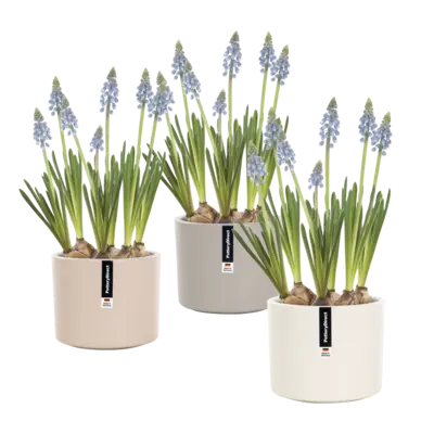 pdp-image-AH Blauwe druifjes in pot