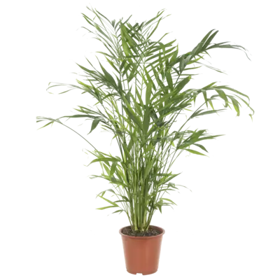 pdp-image-AH Chamaedorea catpalm p19