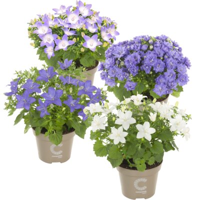 pdp-image-AH Campanula isophylla p11