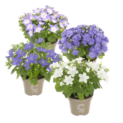 pdp-image-AH Campanula isophylla p11