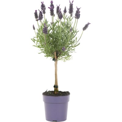 pdp-image-AH Lavendel op stam