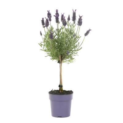 pdp-image-AH Lavendel op stam