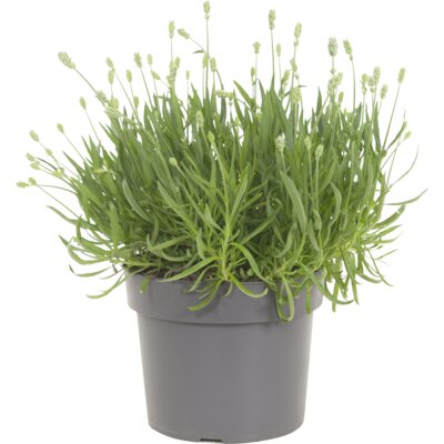 pdp-image-AH Lavendel wit p19