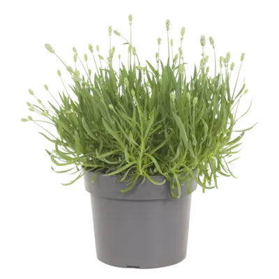 pdp-image-AH Lavendel wit p19